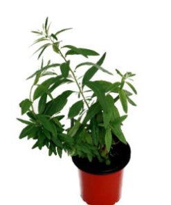 Alternative view of Té de burro Planta Viva (Aloysia polystachya). Pàmies Vitae